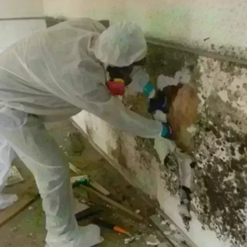 Mold Remediation and Removal in Harbor Bluffs, FL